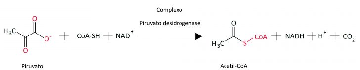 piruvato-acetilcoa