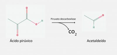 acido-piruvico-acetaldeido
