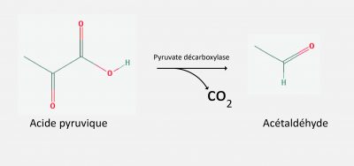 acido-piruvico-acetaldeidofr