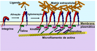 Figura 1 - Ativação e aglomeração da integrina e os componentes a que se liga. Adaptado de Iwamoto & Calderwood, 2015.