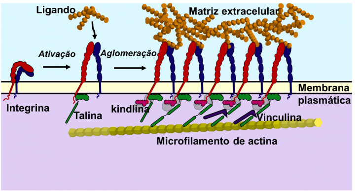 Figura 1 - Ativação e aglomeração da integrina e os componentes a que se liga. Adaptado de Iwamoto & Calderwood, 2015.