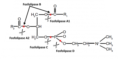 igura 1 – As ligações no fosfolípido hidrolisadas pelos diferentes tipos de fosfoslipases. Adaptado de Fickers et al. (2008).