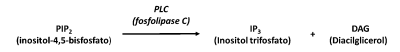 Figura 1 – Esquema de la reacción promovida por la fosfolipasa C.