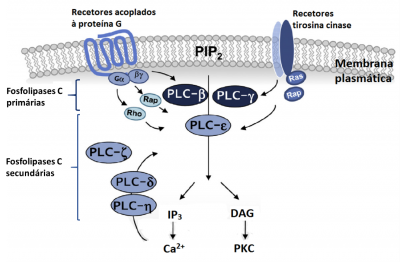 Figura 2 – Esquema que representa las diferentes fosfolipasas C, primarias y secundarias, y sus mecanismos de activación y actuación. Adaptado de Yang, Y.R. et al. (2013).