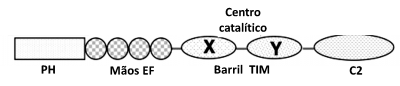 Figura 3 – Representación lineal de los diferentes dominios de la PLC-δ1. Adaptado de Rebecchi & Pentyala (2000).