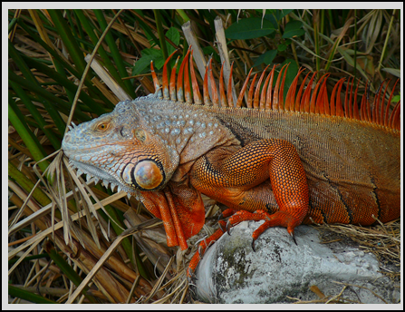 iguana-sp-iguana-genero_1