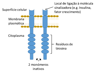 Figura 1 – Esquema genérico de um recetor tirosina-cinase no estado inativo, isto é, não ligado à molécula sinalizadora extracelular.