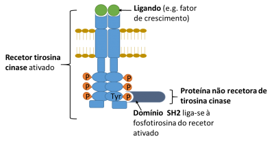 Figura 2 – Esquema ilustrando a ligação de uma proteína não recetor de tirosina cinase (NRTK) contendo o domínio SH2 ao recetor de tirosina cinase (RTK) ativado por interação com a fosfotirosina (P-tyr).