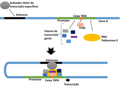 Figura 1 – Esquema do início da transcrição. A transcrição é iniciada com a ligação do fator TFIID à caixa TATA, seguida pela ligação  da RNA polimerase II e os restantes fatores de transcrição gerais ao promotor. O ativadore liga-se ao enhancer no DNA e estimula ou estabiliza a montagem do aparelho de transcrição basal.