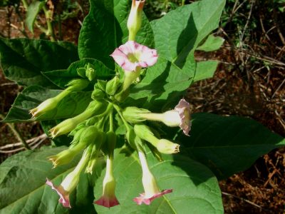 Nicotiana_tabacum