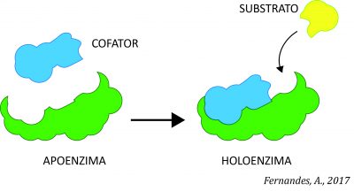 apoenzimaPT