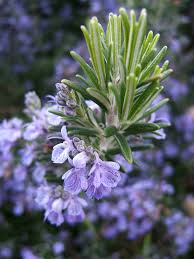 Rosmarinus officinalis