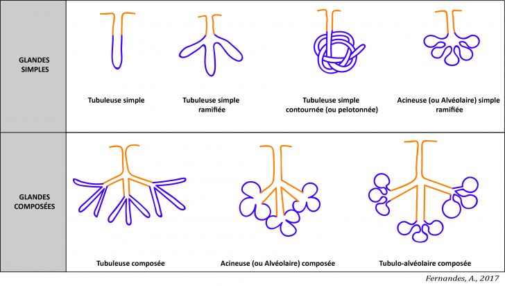 Glande simple et composée Glandulas-exócrinasFR-728x412