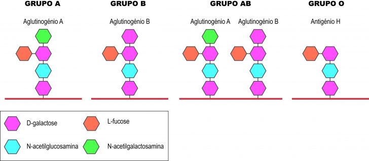 Aglutinogénio