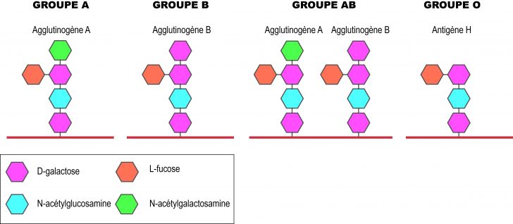 AglutinogénioFR