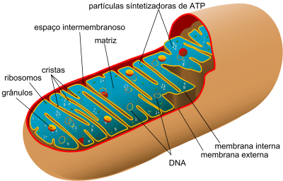 Figura 1 - Image, esquemática da constituição da mitocôndria, indicando os nomes dos diferentes componentes (espaço intermembranoso = espaço intermembranar).