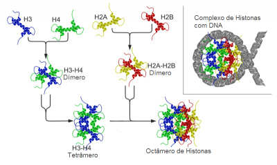 Figura 1 - Imagem esquemática da estrutura tridimensinal de um nucleossoma. As histonas estão presentes em dímeros; os dímeros H2A e H2B formam um tetrâmero; os dímeros H3 e H4 formam outro tetrâmero; por sua vez, os dois tetrâmero juntam-se e formam o octâmero de histonas. À direita da imagem, observa-se o octâmero de histonas numa localização central, com o DNA enrolado à sua volta.