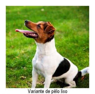 JRT liso