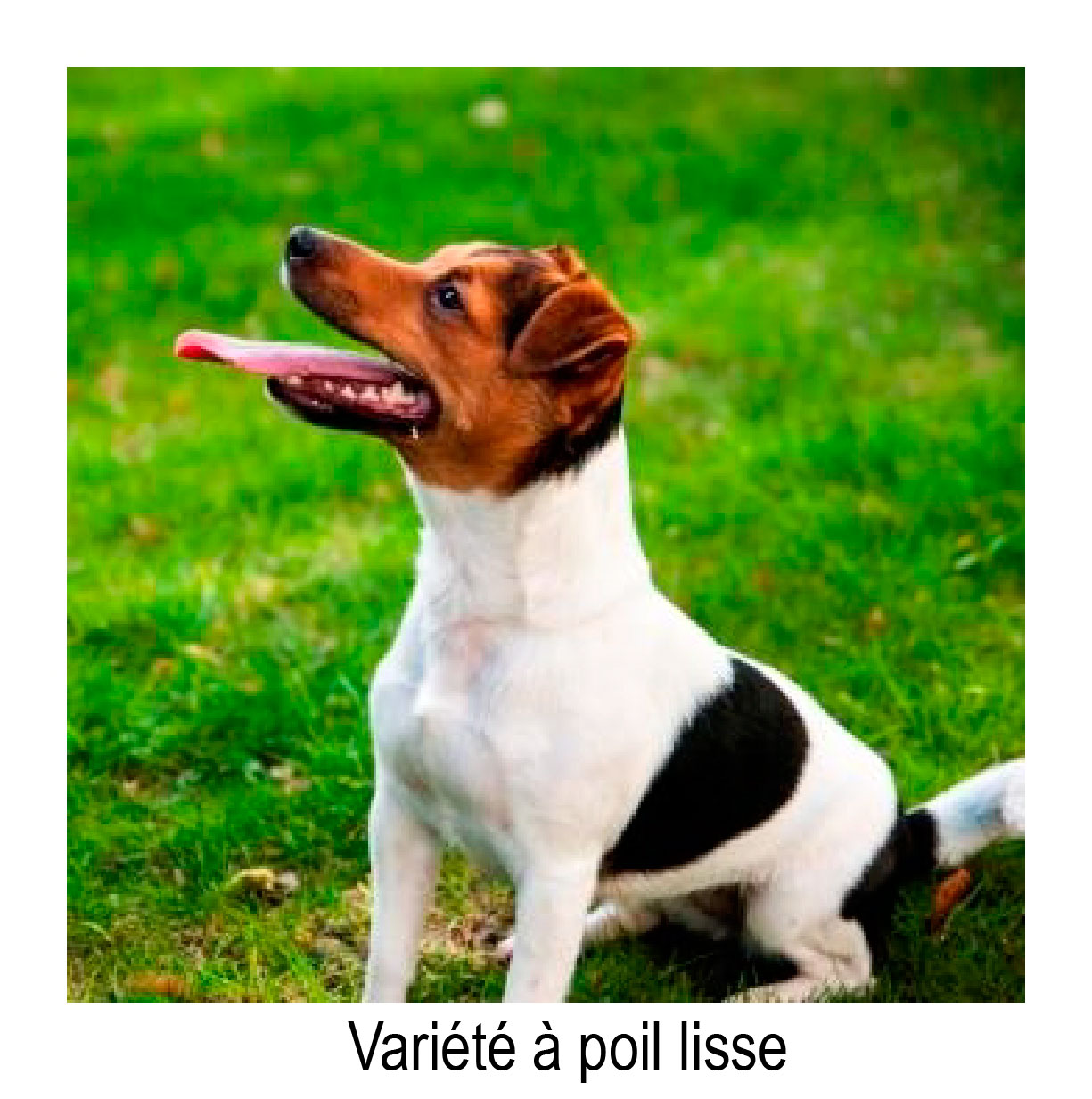 JRT poil lisse