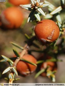 Juniperus_navicularis_PArsenio