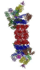 Figura 1 - Imagem demonstrativa da estrutura tridimensional do proteossoma. É possível observar as subunidades 19S nas extremidades, com composição igual (a azul, verde e castanho), e a subunidade 20S numa posição central (a vermelho).