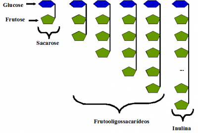 Figura 2 – A sacarose (açúcar de mesa), os frutooligossacarídeos e a inulina são constituídos por resíduos de frutose com diferentes graus de polimerização e por um resíduo de glucose terminal. Os fructoligossacarídeos são frutanos com 2 a 9 resíduos de frutose, enquanto que a inulina tem entre 10 a 60 resíduos de frutose.