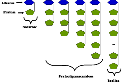 Figura 2 – A sacarose (açúcar de mesa), os frutooligossacarídeos e a inulina são constituídos por resíduos de frutose (mais precisamente fructofuranose) com diferentes graus de polimerização e por um resíduo de glucose (mais precisamente glucopiranose) terminal. Os fructoligossacarídeos são β-D-frutanos com grau de polimerização entre 2 e 10 enquanto que o grau de polimerização da inulina varia entre 10 a 60.