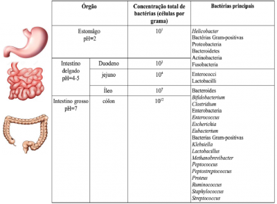 igura 1- Distribuição dos microrganismos mais representativos no trato gastro-intestinal em adultos saudáveis. Baseado em Madigan, 2009 e em Purchiaroni, 2013.