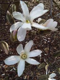 classe magnoliopsida