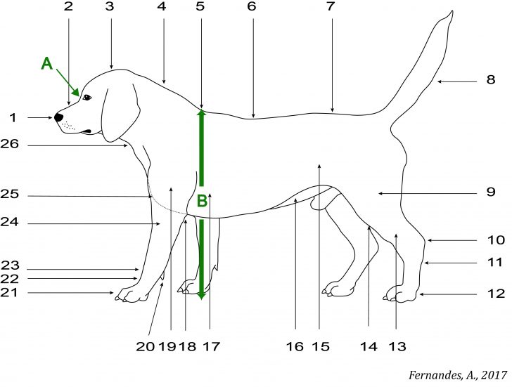 Cães de Pastor e Boieiros (exceto Boeiros Suíços) - Knoow