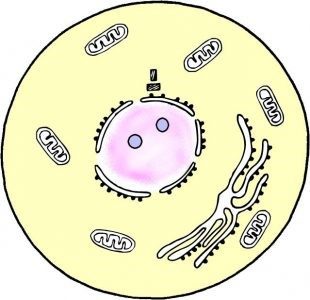 Figure 1 – Cell interphase schematic image.