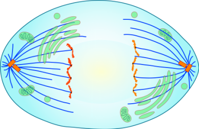 Figure 1 – Separated chromatids sisters migrating to opposite cell poles, during anaphase (schematic image).