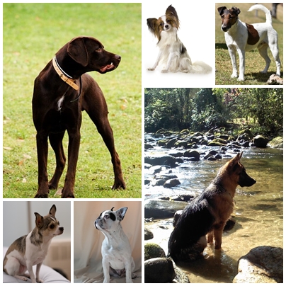 Cães de Pastor e Boieiros (exceto Boeiros Suíços) - Knoow