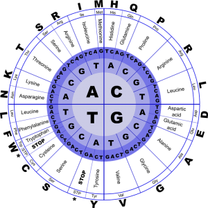 Figure 1 – Genetic Code table’s. From the center to the periphery one reads the first nucleotide, then the second and finally the third; followed by the encoded amino acid name.