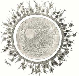 Figure I - Human oocyte II after being released from the ovary. Around it has a layer of cells called corona radiata.