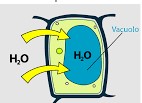 vacúolo numa célula vegetal