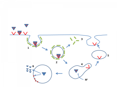 Figura 1 – Imagem esquemática da via endocítica, exemplificando o mecanismo pelo qual as moléculas de LDL são absorvidas pela célula.