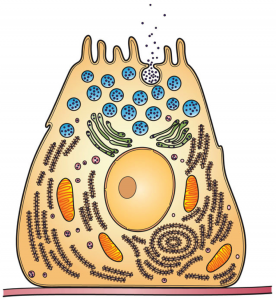 Figura 1 – Imagem ilustrativa de uma célula com vesículas secretórias (organelos a azul), estando uma vesícula fundida com a membrana plasmática e a ocorrer libertação do seu conteúdo para o meio extra-celular.