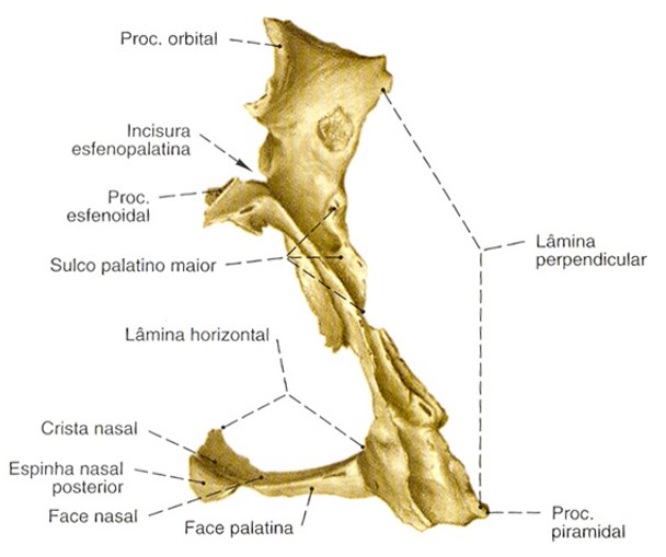 Osso Palatino