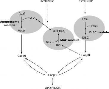 Figura 1 - Esquema representativo das etapas constituintes da via mitocondrial da morte celular programada.