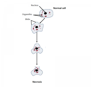 Figure 1 - Schematic image of changes occurred in the cell during cell death by necrosis.