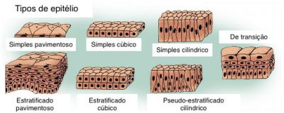 Figura 1 - Representação dos diferentes tipo de epitélio.