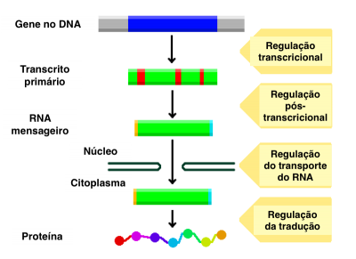 Figura 1 - Esquema das etapas da expressão génica e das várias fases da sua regulação.