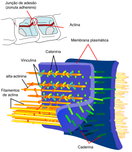 Figura 1 - Ilustração esquemática de uma junção de ancoragem, especificamente junção de adesão (ou zonal adherens).