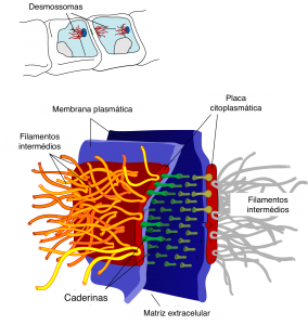 Figura 2 - Ilustração esquemática de uma junção de ancoragem, especificamente desmossoma.