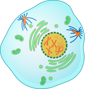 Figure 1 - Representative diagram of the various cellular changes that occur during Prophase.