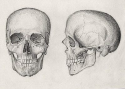 pencil_drawing_of_a_human_skull_by_mrpete103-d5jwppa-418x300