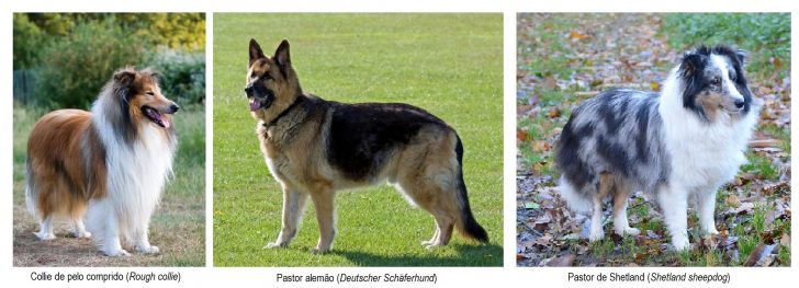 Cães de Pastor e Boieiros (exceto Boeiros Suíços) - Knoow