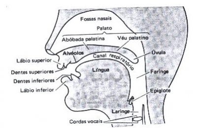 aparelho fonador