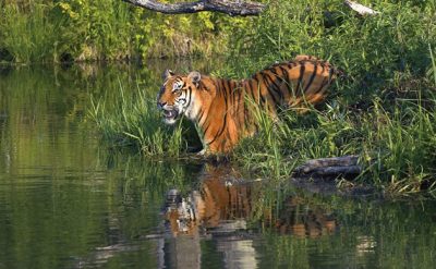 bengal-tiger-sundarbans-630